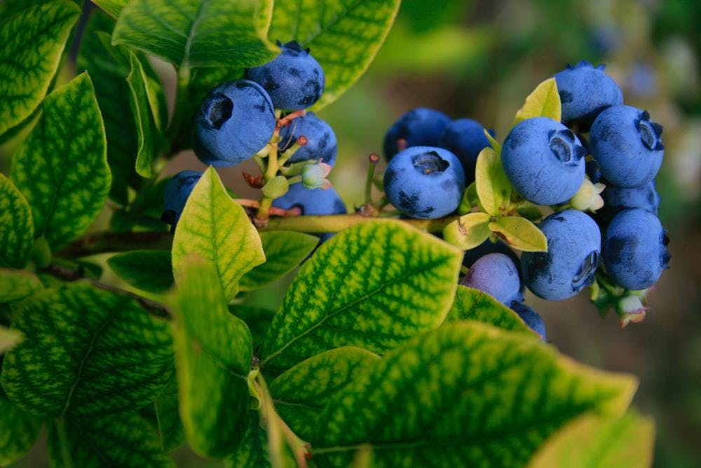 blueberries in an anthocyanin supplement